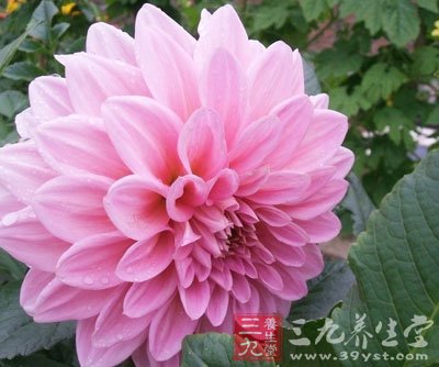 夏至 白领的酷暑保健法