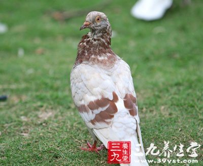 一鸽胜九鸡 鸽肉的养生功效高