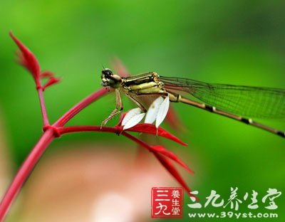 夏季養(yǎng)生首要清心火