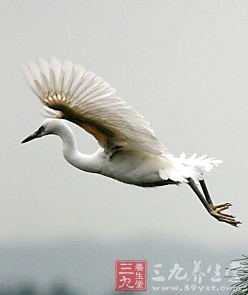 风湿性心脏病食疗方