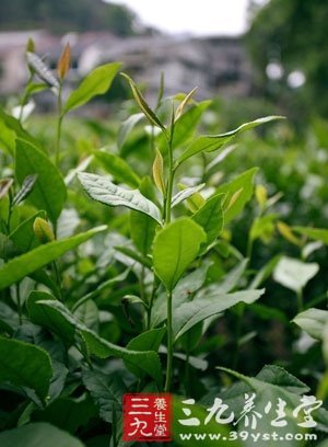 以茶当药 百病全消