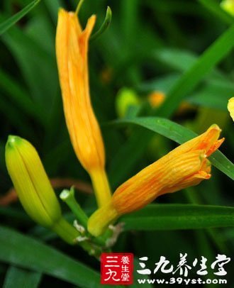 宁心安神 黄花菜的7种食疗法