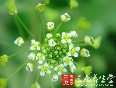 中草药之荠菜营养功效