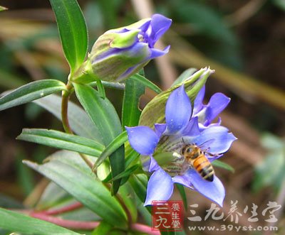 中草药之龙胆草功效