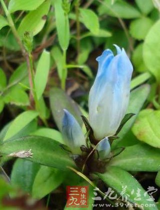 中草药之龙胆草功效