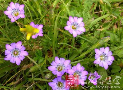 中草药之龙胆草功效