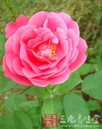 中草药之月季花功效和作用