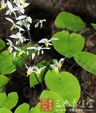 中草药之淫羊藿功效和作用(3)