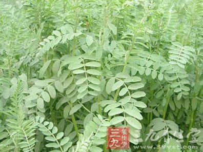 中草药之淫羊藿功效和作用