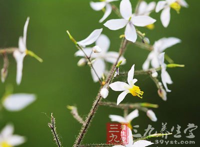 中草药之淫羊藿功效和作用