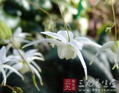 中草药之淫羊藿功效和作用