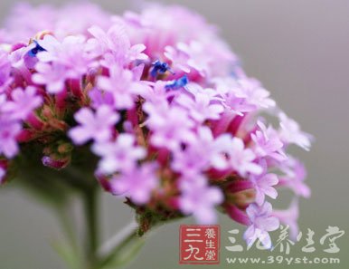 中草药之薰衣草功效和作用