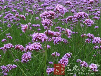 中草药之薰衣草功效和作用