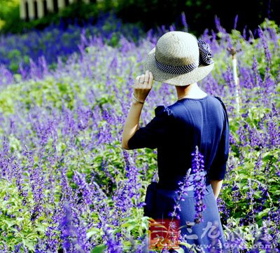 中草药之薰衣草功效和作用