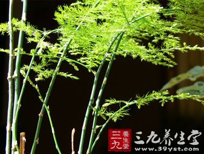 中草药之文竹功效和作用