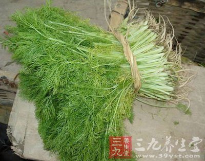 中草药之小茴香功效和作用