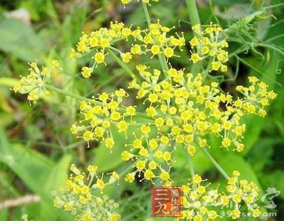 中草药之小茴香功效和作用