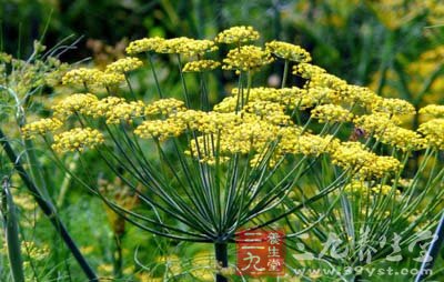 中草药之小茴香功效和作用