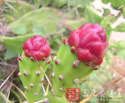 中草药之仙人掌功效和作用