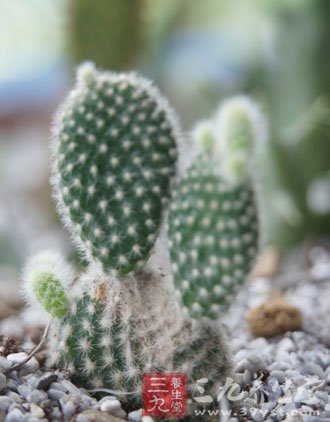 中草药之仙人掌功效和作用