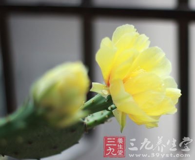 中草药之仙人掌功效和作用