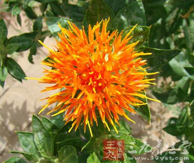 中草药之藏红花功效和作用