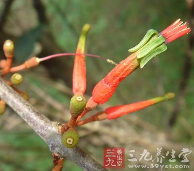 中草药之桑寄生功效和作用