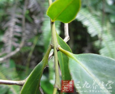 中草药之桑寄生功效和作用