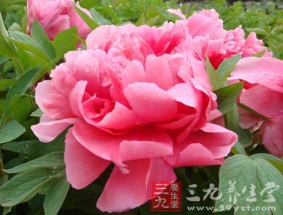 中草药之牡丹皮功效和作用