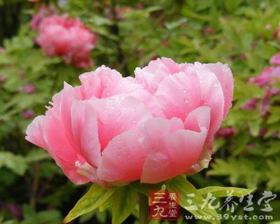 中草药之牡丹皮功效和作用