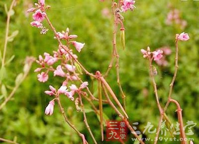 罗布麻功效和作用