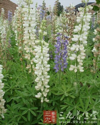 荆芥的功效和作用