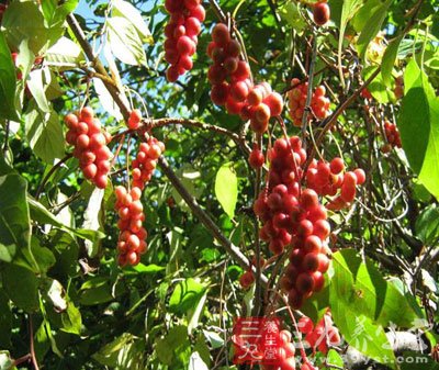 五味子的功效和作用