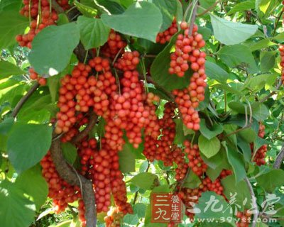 五味子的功效和作用