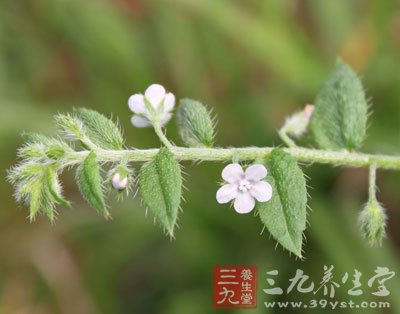 紫草的功效和作用