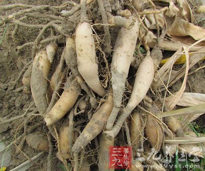 郁金的功效与作用