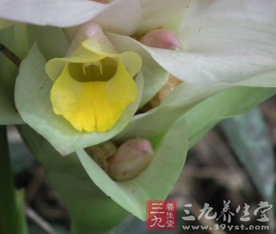 郁金的功效与作用