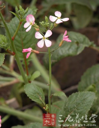 决明子的功效与作用