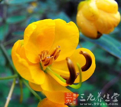 决明子的功效与作用