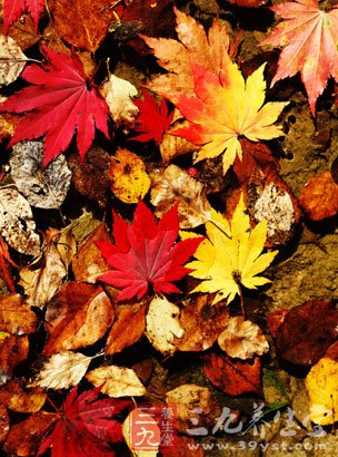 国庆旅游你想去赏枫吗 盘点全球枫叶美景