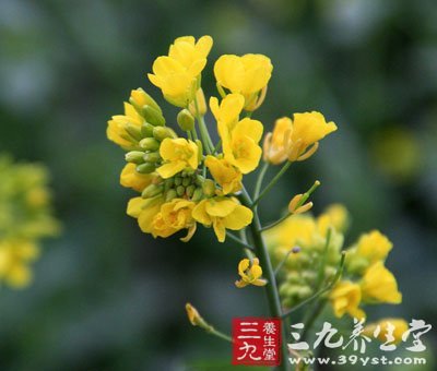 25種常見蔬菜的營養(yǎng)價值