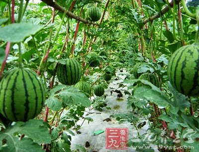 吃多了西瓜不减肥