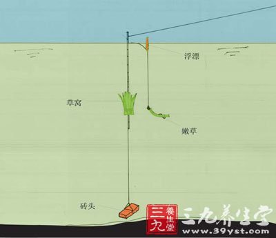 想要钓大鱼 9种传统鱼饵供你选择