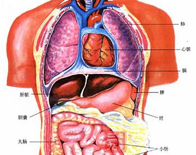 五脏六腑啥意思 中医助你揭秘其意