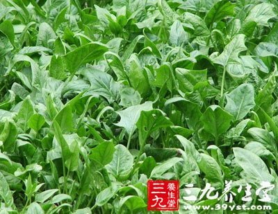 饱口福养身体饮食调养不可缺少