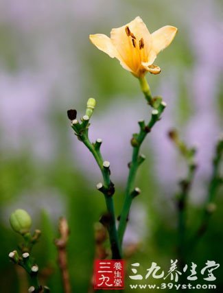 搞個(gè)小花圃