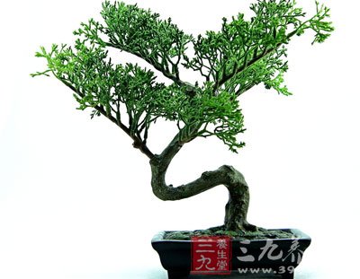 在自家阳台露台室内多种绿植