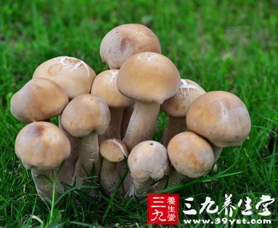 蘑菇營(yíng)養(yǎng)豐富含有人體必需的氨基酸