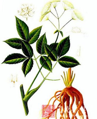 当归的作用_当归粉的作用与功效_当归的功效