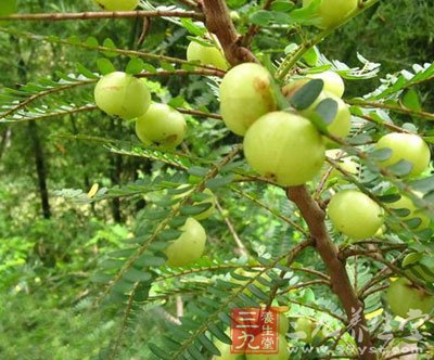 余甘子茶